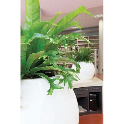 PREMIUM GLOBE Round Plastic Planter