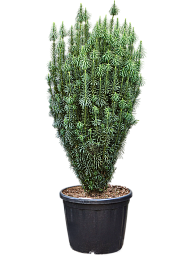 Lush Plum Yew Cephalotaxus harringtonii 'Fastigiata' Outdoor Plants