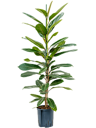 Lush Treasure Tree Ficus americana 'Tresor' Fig Tree Indoor House Plants