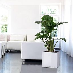 LECHUZA CANTO Low Square Poly Resin Self-watering Planter