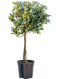 Easy-Care Japanese Mock Orange Pittosporum tobira (120-140) Tall Indoor House Plants Trees
