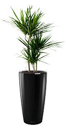 Dracaena Marginata in LECHUZA RONDO Self-watering Planter, Total Height 140 cm