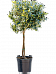 Easy-Care Japanese Mock Orange Pittosporum tobira Tall Indoor House Plants Trees