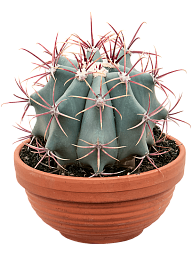 Cute Mexican Fire Barrel Cactus Ferocactus stainesii Indoor House Plants