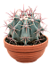 Cute Mexican Fire Barrel Cactus Ferocactus stainesii Indoor House Plants