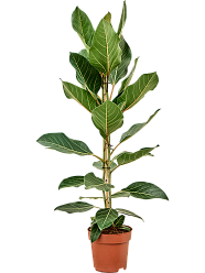 Ficus benghalensis 'Joy'