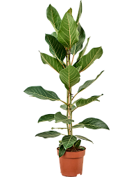 Ficus benghalensis 'Joy'