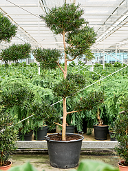 Lush Kusamaki Podocarpus macrophyllus Indoor House Plants