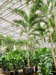 Lush Manila Palm Veitchia (Adonidia) merrillii (575-650) Indoor House Plants