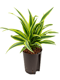 Colorful Corn Plant Dracaena fragrans 'Lemon Lime' Tall Indoor House Plants Trees