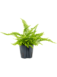 Shade-loving Boston Fern Nephrolepis exaltata 'Green fantasy' Boston Fern Indoor House Plants
