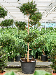 Lush Kusamaki Podocarpus macrophyllus Indoor House Plants