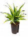 Colorful Corn Plant Dracaena fragrans 'Lemon Lime' Tall Indoor House Plants Trees