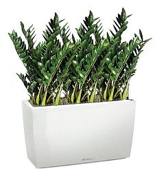 Zamioculcas Green Wall in LECHUZA CARARO Self-watering Planter, Total Height 110 cm