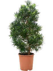 Lush Kusamaki Podocarpus macrophyllus Indoor House Plants