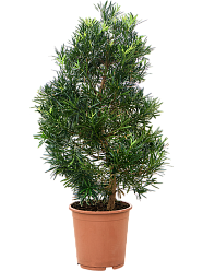 Lush Kusamaki Podocarpus macrophyllus Indoor House Plants