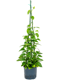 Shade-loving Pothos Scindapsus (Epipremnum) 'Aureum' Indoor House Plants
