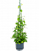 Shade-loving Pothos Scindapsus (Epipremnum) 'Aureum' Indoor House Plants