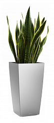 Sansevieria Laurentii in LECHUZA CUBICO Self-watering Planter, Total Height 80 cm