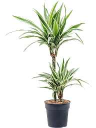 Easy-Care Corn Plant Dracaena fragrans 'White Stripe' Tall Indoor House Plants Trees