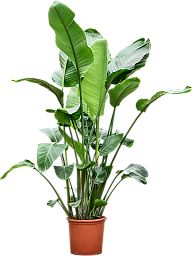 Tropical Bird of Paradise Strelitzia nicolai Indoor House Plants