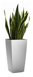 Sansevieria Laurentii in LECHUZA CUBICO Self-watering Planter, Total Height 80 cm
