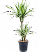 Easy-Care Corn Plant Dracaena fragrans 'White Stripe' Tall Indoor House Plants Trees