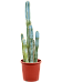 Easy-Care Blue Columnar Cactus Pilosocereus azureus (70-110) Indoor House Plants