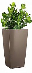 Clusia in LECHUZA CUBICO Self-watering Planter, Total Height 90 cm Clusia in LECHUZA CUBICO Self-watering Planter, Total Height 90 cm