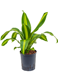 Trendy Corn Plant Dracaena fragrans 'Burley' Tall Indoor House Plants Trees