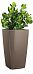 Clusia in LECHUZA CUBICO Self-watering Planter, Total Height 90 cm