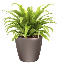 Asplenium Fern in LECHUZA CLASSICO LS Self-watering Planter, Total Height 50 cm