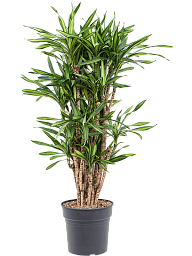 Easy-Care Corn Plant Dracaena fragrans 'Riki' Tall Indoor House Plants Trees