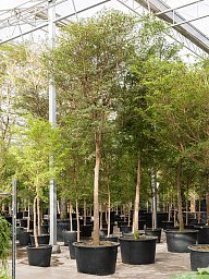 Tropical Black Olive Tree Bucida buceras 'Shady Lady' (800-900)
