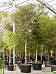 Tropical Black Olive Tree Bucida buceras 'Shady Lady' (800-900)
