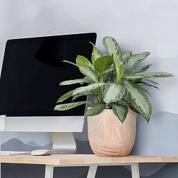 HORTICO RADIAL Wooden House Planter Round Indoor Plant Pot for House Plants with Waterproof Liner