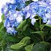 Hydrangea Artificial Flower Plant