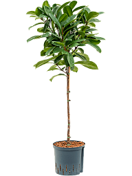 Lush African Fig Ficus cyathistipula Indoor House Plants