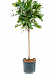 Lush African Fig Ficus cyathistipula Indoor House Plants