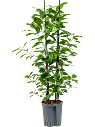 Lush Chinese Banyan Ficus microcarpa 'Moclame' Indoor House Plants