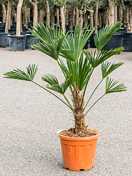 Windmill Palm Tree Trachycarpus wagnerianus