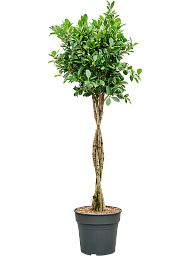 Lush Weeping Fig Ficus microcarpa ‘Nitida’ Tall Indoor House Plants Trees