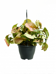 Delicate Arrowhead Vine Syngonium 'Neon' Indoor House Plants