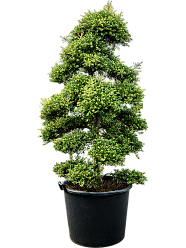Ilex crenata 'Kinme' (210-230cm)