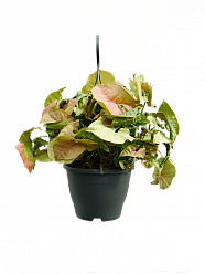 Delicate Arrowhead Vine Syngonium 'Neon' Indoor House Plants Delicate Arrowhead Vine Syngonium 'Neon' Indoor House Plants
