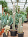 Pilosocereus palmeri