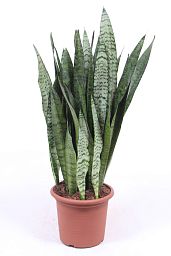 Elegant Snake Plant Sansevieria zeylanica Indoor House Plants