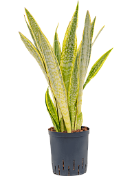 Colorful Snake Plant Sansevieria trifasciata 'Lauren' Indoor House Plants