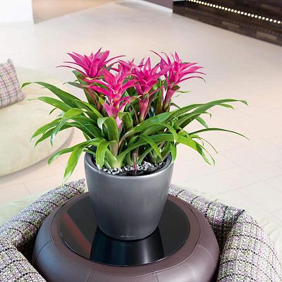 LECHUZA CLASSICO LS Round Poly Resin Self-watering Planter