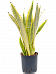 Colorful Snake Plant Sansevieria trifasciata 'Lauren' Indoor House Plants